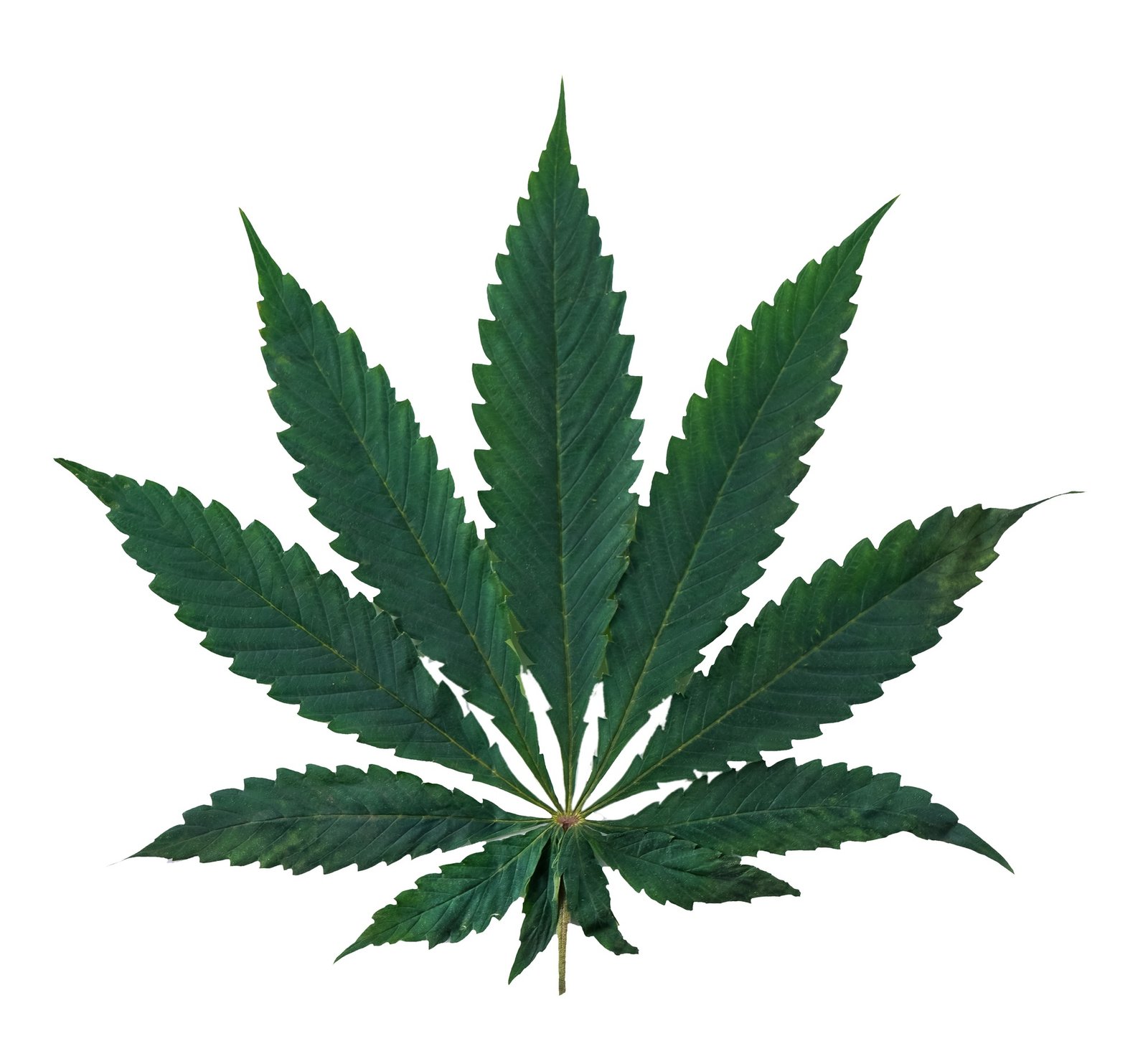 Green cannabis leaf isolated on white background. Hemp close-up